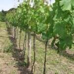 No caminho do Enoturismo: Com rótulos premiados, Vinícola Franco Italiano é destaque em sua produção de vinhos e atrai visitantes 58 No caminho do Enoturismo: Com rótulos premiados, Vinícola Franco Italiano é destaque em sua produção de vinhos e atrai visitantes eno turismo vinicola franco italiana 1