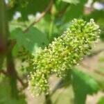 No caminho do Enoturismo: Com rótulos premiados, Vinícola Franco Italiano é destaque em sua produção de vinhos e atrai visitantes 56 No caminho do Enoturismo: Com rótulos premiados, Vinícola Franco Italiano é destaque em sua produção de vinhos e atrai visitantes eno turismo vinicola franco italiana 2