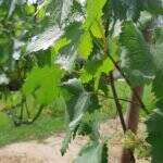 No caminho do Enoturismo: Com rótulos premiados, Vinícola Franco Italiano é destaque em sua produção de vinhos e atrai visitantes 57 No caminho do Enoturismo: Com rótulos premiados, Vinícola Franco Italiano é destaque em sua produção de vinhos e atrai visitantes eno turismo vinicola franco italiana 7