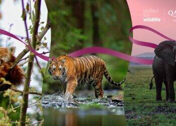 Qatar-Airways-parceria-United-for-Wildlife