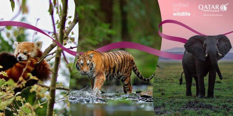 Qatar-Airways-parceria-United-for-Wildlife
