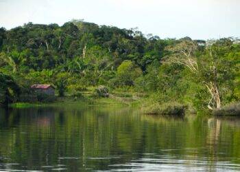 fundo-amazonia (1)