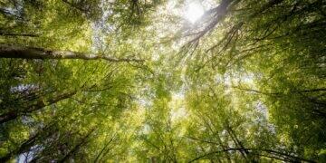 Setor se une para a redução de gases de efeito estufa (GEE)