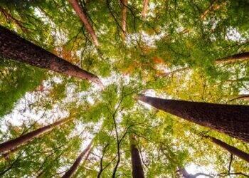 Cirion publica seu primeiro Relatório de Sustentabilidade (ESG)