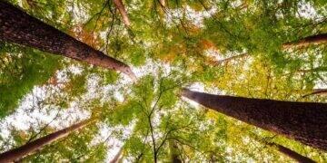 Cirion publica seu primeiro Relatório de Sustentabilidade (ESG) 3 Cirion publica seu primeiro Relatório de Sustentabilidade (ESG)