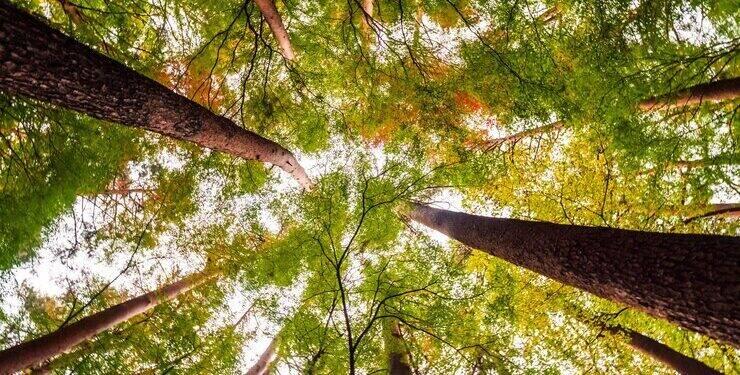 Cirion publica seu primeiro Relatório de Sustentabilidade (ESG) 16 Cirion publica seu primeiro Relatório de Sustentabilidade (ESG)