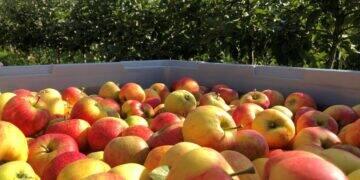 Interfel e a União Europeia estimulam consumo de maçãs 3 Interfel e a União Europeia estimulam consumo de maçãs