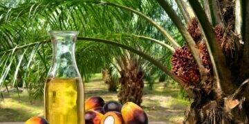 Fontes de energia renovável são realidade com potencial de expansão no Brasil