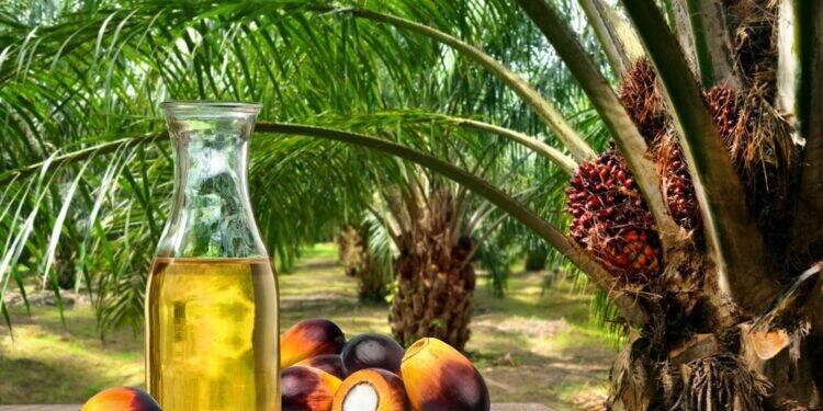 Fontes de energia renovável são realidade com potencial de expansão no Brasil