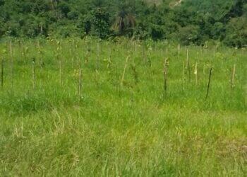 Mercado de crédito de carbono ajuda futuro sustentável
