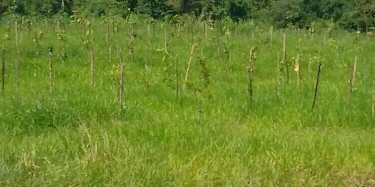 Mercado de crédito de carbono ajuda futuro sustentável 16 Mercado de crédito de carbono ajuda futuro sustentável