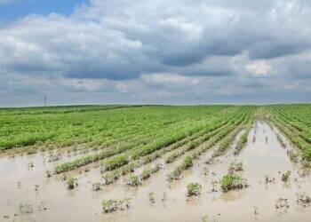 Agro deve liderar pedidos de recuperação judicial
