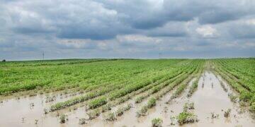Agro deve liderar pedidos de recuperação judicial 3 Agro deve liderar pedidos de recuperação judicial