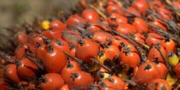 Grupo BBF reforça apoio no combate ao comércio ilegal de dendê no Pará