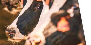 Elanco divulga resultados do quarto trimestre e do ano 3 Elanco divulga resultados do quarto trimestre e do ano