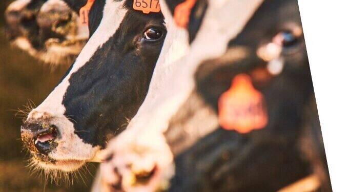 Elanco divulga resultados do quarto trimestre e do ano 16 Elanco divulga resultados do quarto trimestre e do ano