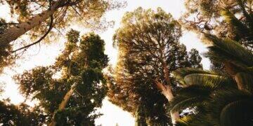 Florestas absorvem 30% das emissões de dióxido de carbono 3 Florestas absorvem 30% das emissões de dióxido de carbono