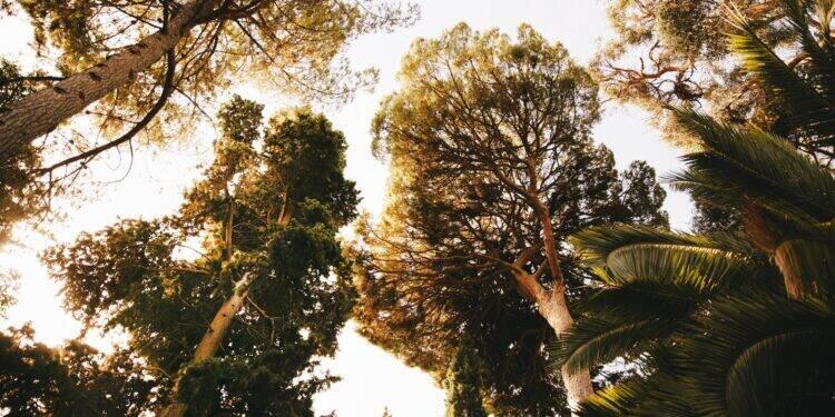 Florestas absorvem 30% das emissões de dióxido de carbono 16 Florestas absorvem 30% das emissões de dióxido de carbono