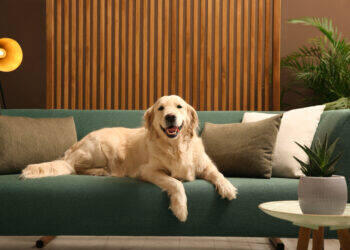 Plataforma online facilita a busca por imóveis pets