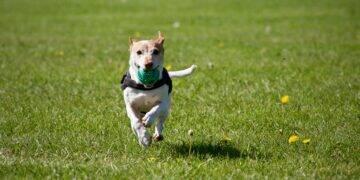 Medicamento atua contra carrapatos, pulgas e vermes em cães