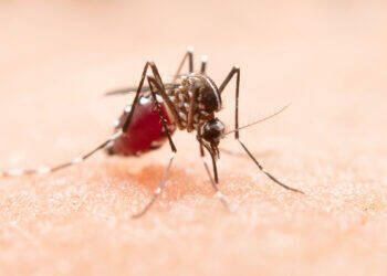 Surto de dengue atinge quase 2 milhões de brasileiros