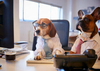 Imobiliária auxilia na busca por imóveis ideais para pets