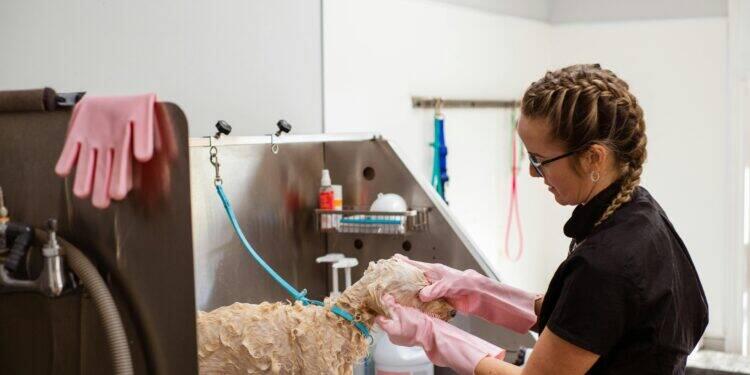 Petshop e strip malls: fusão de gigantes é benéfica 16 Petshop e strip malls: fusão de gigantes é benéfica