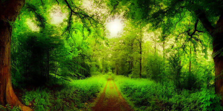 Dia da Mata Atlântica é celebrado no dia 27 de maio 16 Dia da Mata Atlântica é celebrado no dia 27 de maio