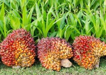 Pará começa a rastrear a produção de dendê