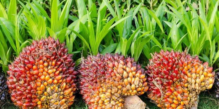 Pará começa a rastrear a produção de dendê