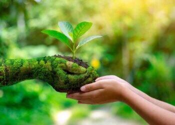 Preservação da natureza é um compromisso que visa à regulação climática