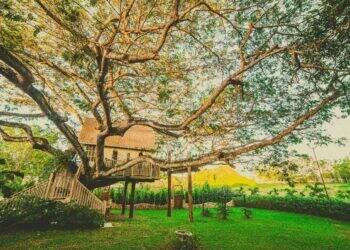 Novo Jogo mobile combina aventura e cuidado de animais