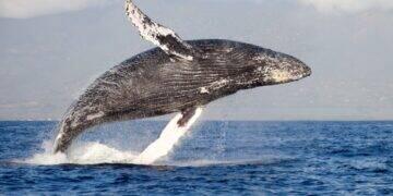 Ecoturista é um amante da natureza que contempla a beleza do local