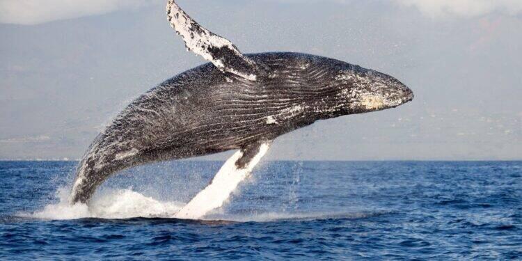 Ecoturista é um amante da natureza que contempla a beleza do local