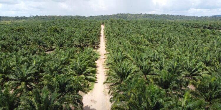 Recuperação de áreas degradadas é fundamental para às mudanças climáticas