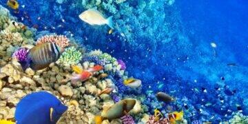Vida marinha saudável favorece o equilíbrio do clima no planeta