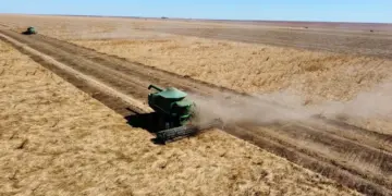 Agronegócio Estrondo bate recorde em colheita de braquiária