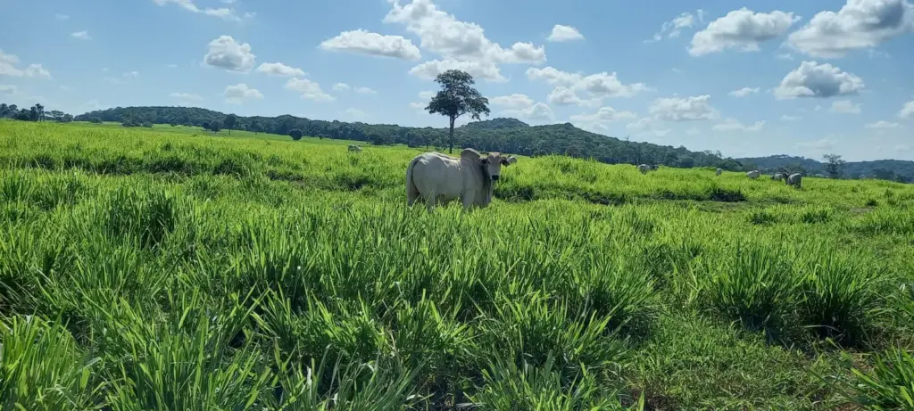 Encontro-Tecnico-da-Pecuaria