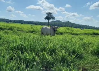 Encontro-Tecnico-da-Pecuaria