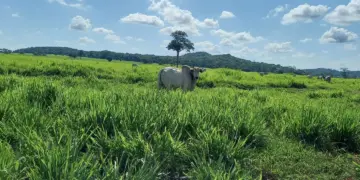Tradição e Inovação na Pecuária Moderna é o tema do 3º Encontro Técnico da Pecuária, em Rondonópolis 1 Encontro-Tecnico-da-Pecuaria