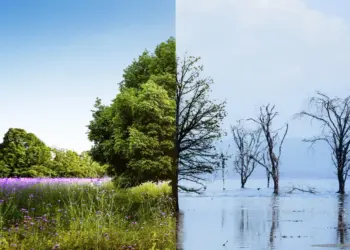 ANBIMA marca presença na Climate Week, no PRI in Person e na COP 16 da biodiversidade 
