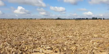 Seca prolongada ameaça produção agrícola e pressiona custos no Brasil 1 Seca prolongada ameaça produção agrícola e pressiona custos no Brasil