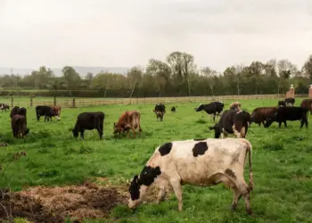 Banco do Brasil lança Programa Pecuária Mais Sustentável