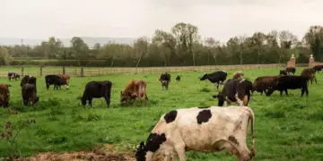 Banco do Brasil lança Programa Pecuária Mais Sustentável