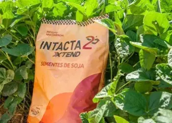 Biotecnologia de soja traz produtividades acima de 100 sacas mesmo em safra com desafios climáticos