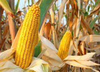 Safra 2024/2025 de milho no Brasil: produtividade e o manejo integrado serão essenciais para o sucesso do agricultor