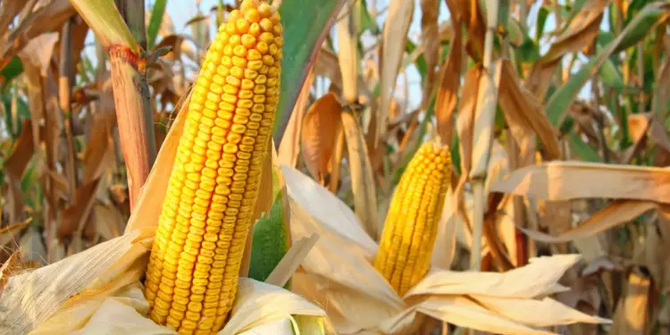 Safra 2024/2025 de milho no Brasil: produtividade e o manejo integrado serão essenciais para o sucesso do agricultor 14 Foto: Divulgação