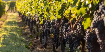 No dia do Merlot, conheça rótulos de vinhos das principais regiões produtoras 17 No dia do Merlot, conheça rótulos de vinhos das principais regiões produtoras