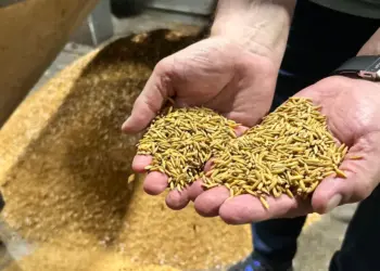 industria-arroz-otimismo (1)