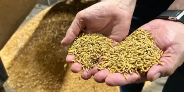 industria-arroz-otimismo (1)